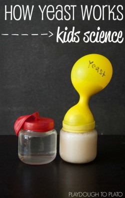 Pessach experiment: How yeast works-
One container plain water. One container with water and yea ...